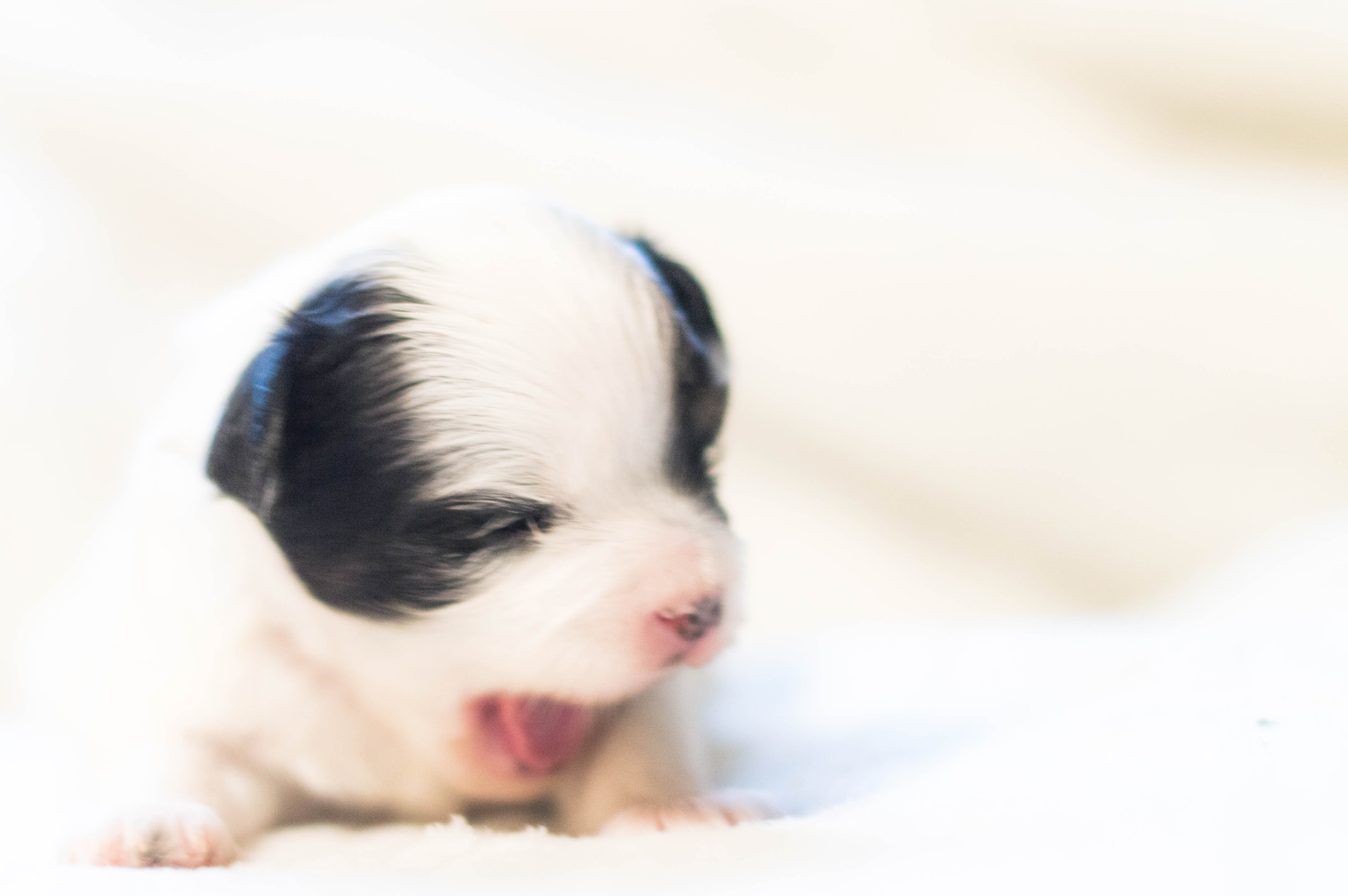 pompooshit pomeranian poodle shitzu yawning