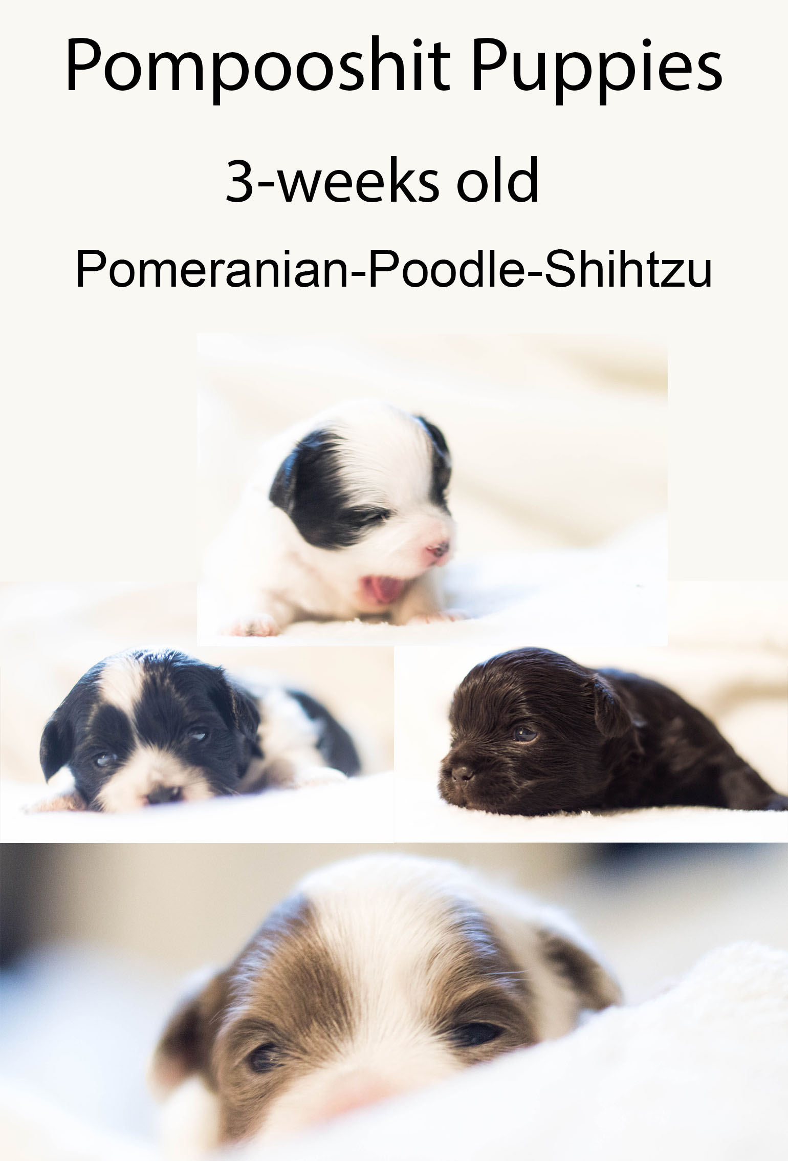Pompooshits - Pompoodle and Shihtzu